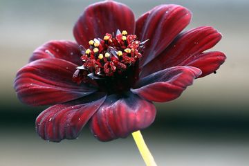 Chocolate Cosmos