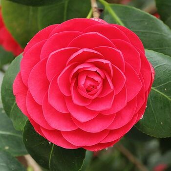 Middlemist’s Red